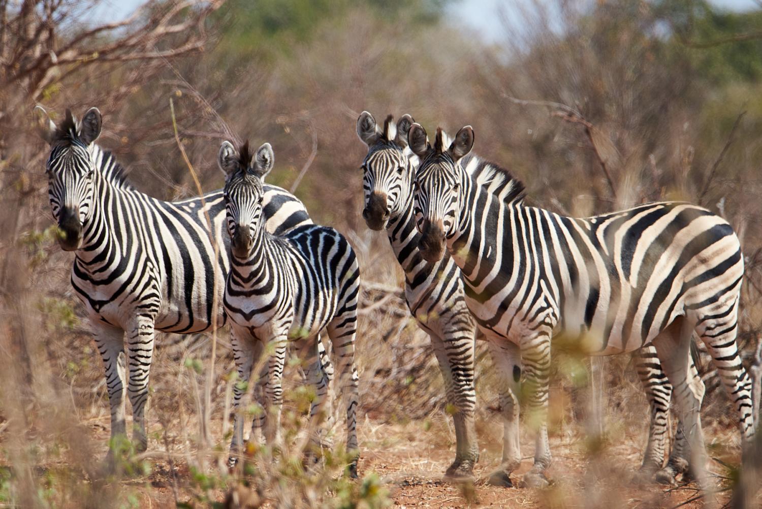 Burchell's zebra Travel Photography