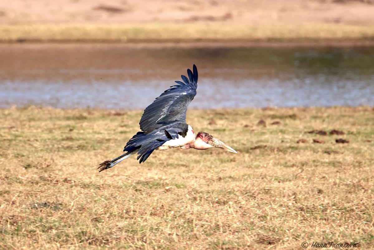 Marabu stork