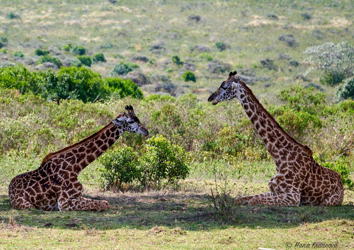 Two sitting giraffes