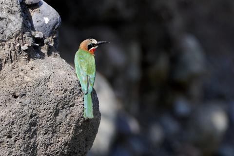 White Fronted Bee-eater