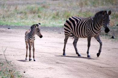 Zebra mother and baby