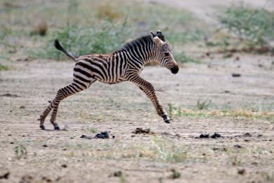 Zebra mother and baby