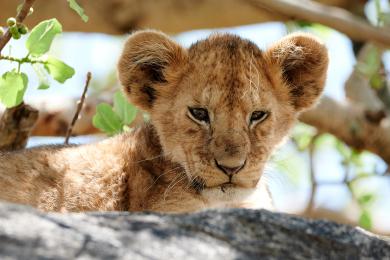 Lions in Serengeti