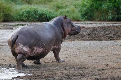 Hippo with baby