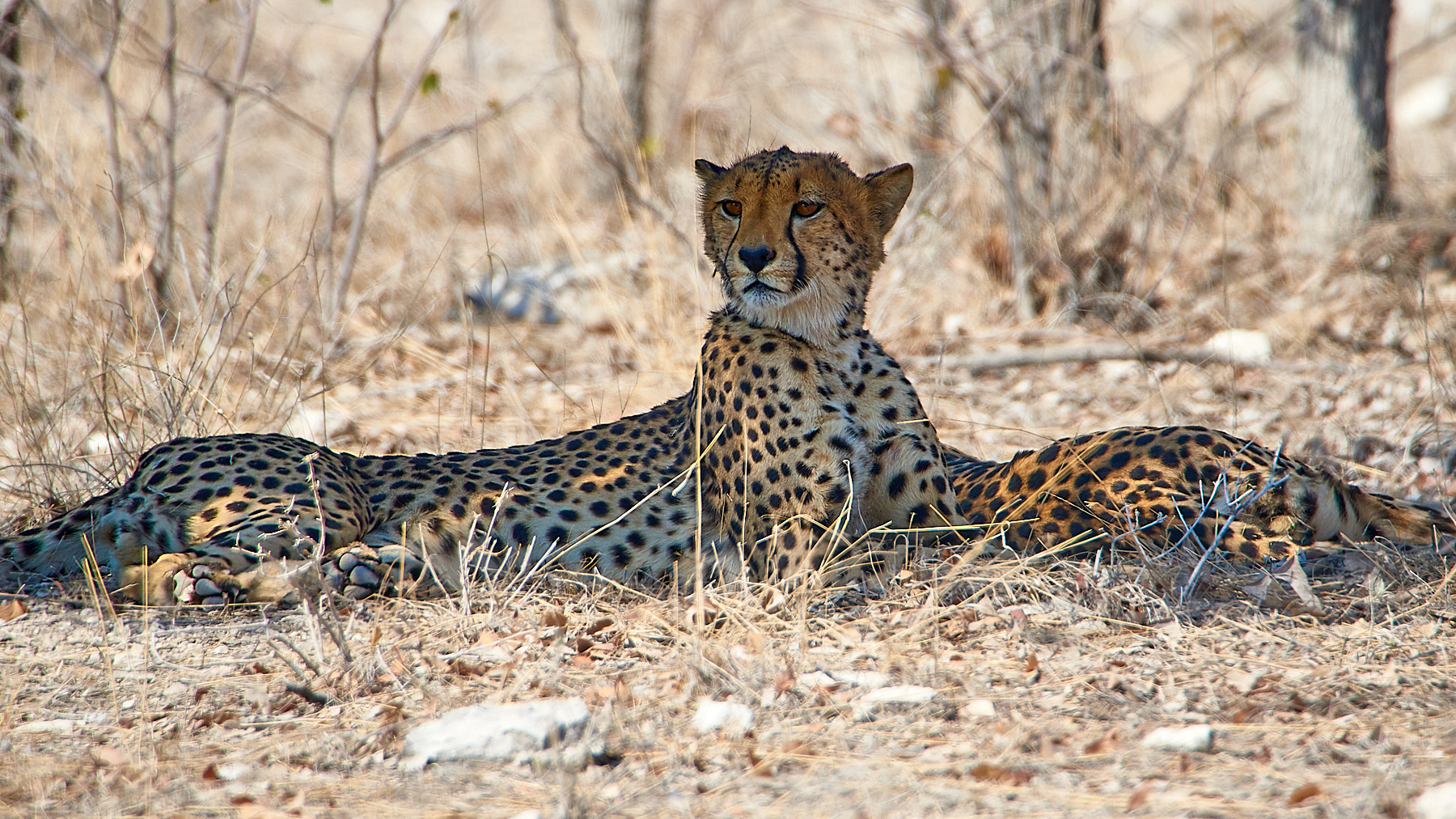 Cheetah