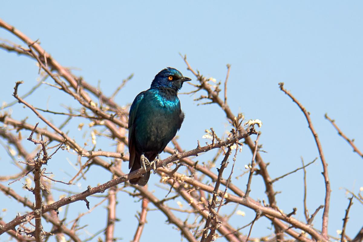 Cape Starling