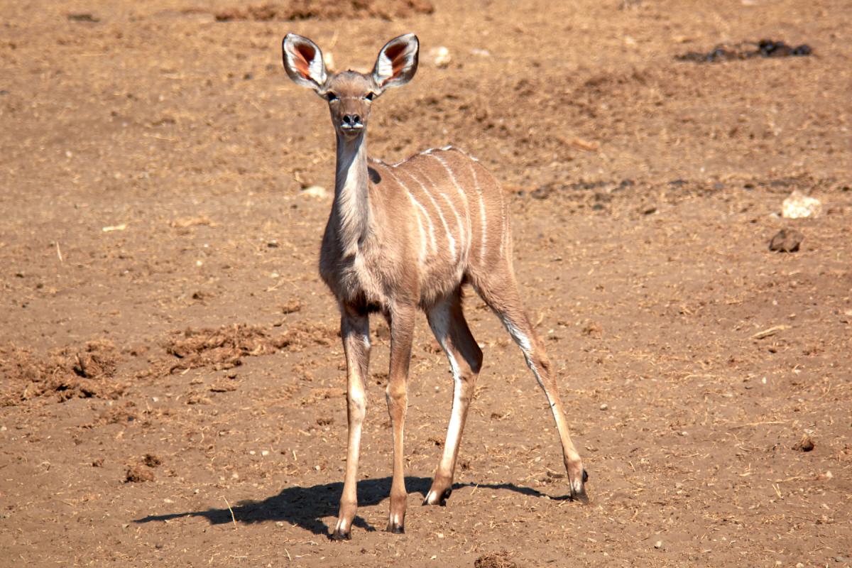 Greater kudu