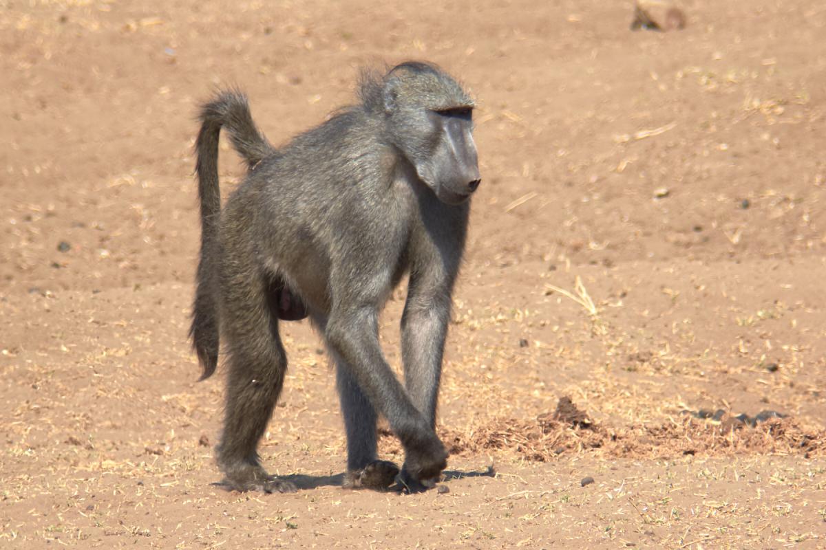 Chacma Baboon