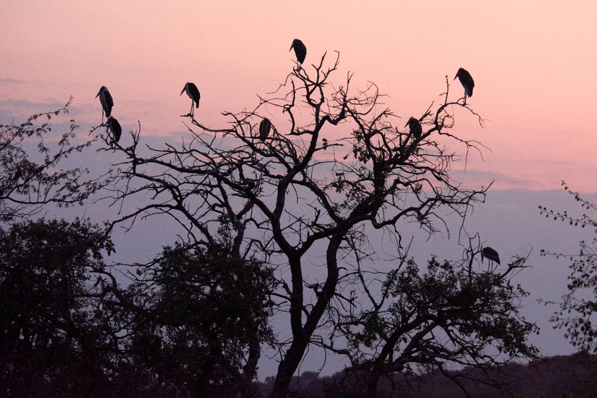 Marabu stork