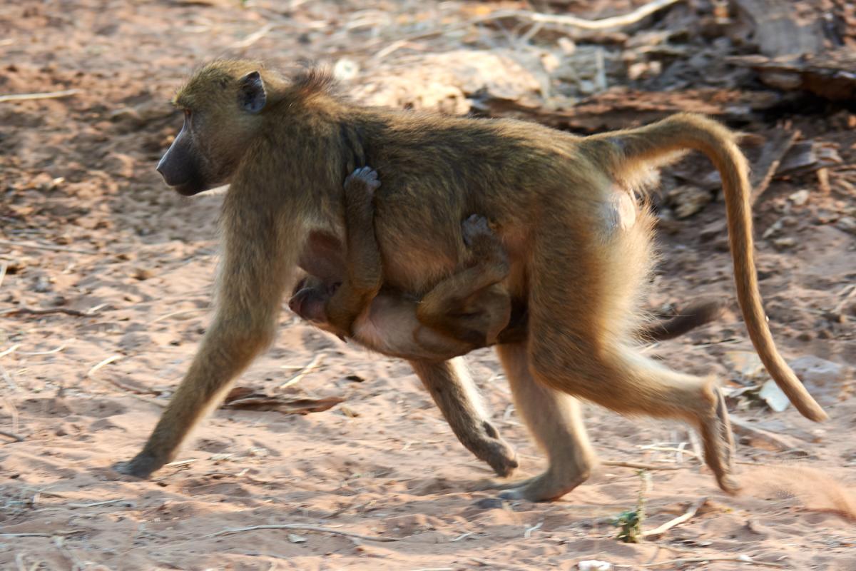 Chacma Baboon