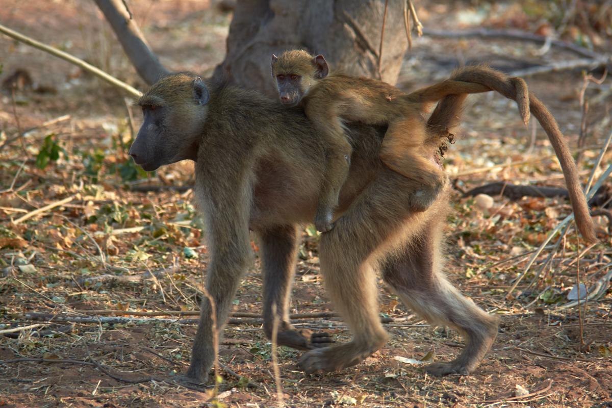 Chacma Baboon