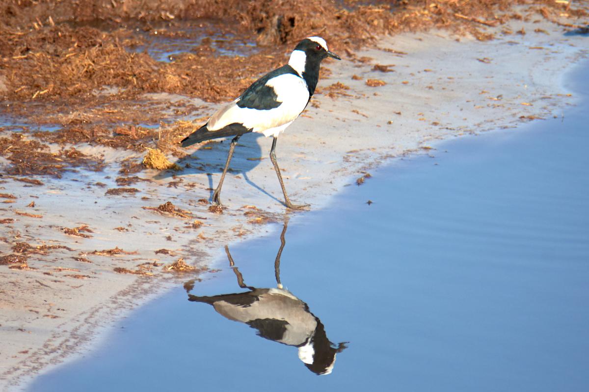 Blacksmith lapwing