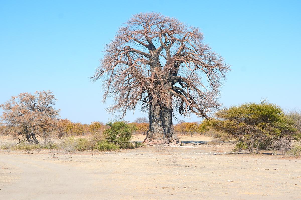 Baobab