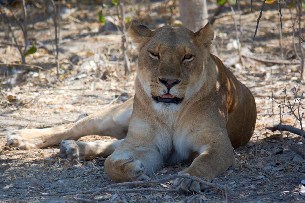 Lioness