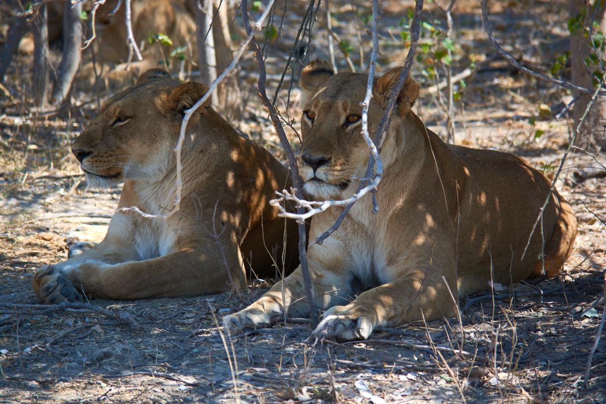 Lioness