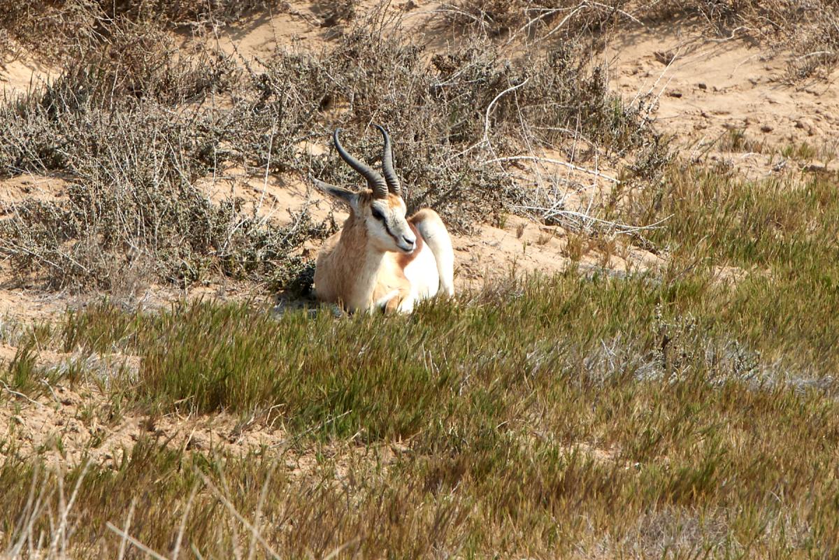 Springbok