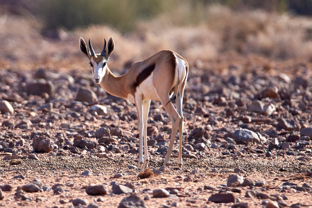 Springbok