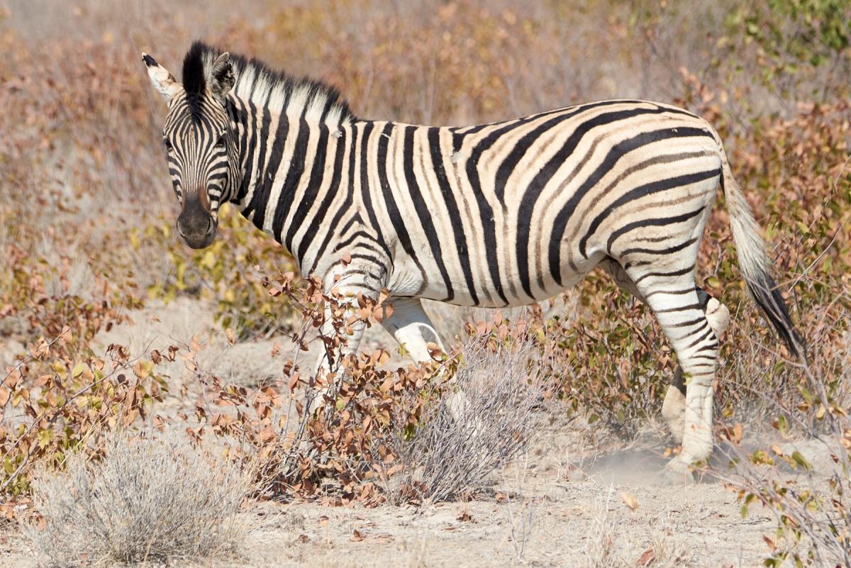 Burchell's zebra