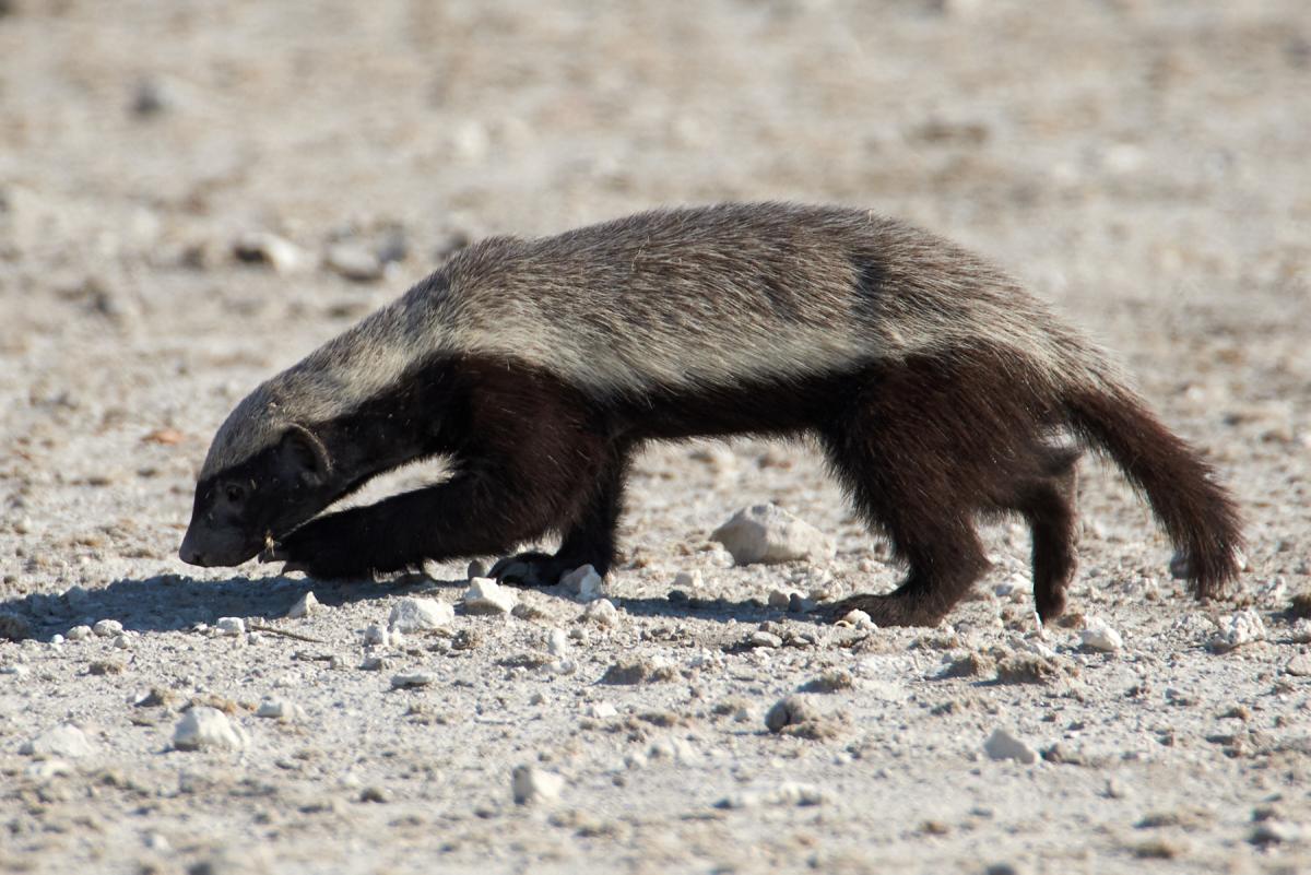 Honey Badger