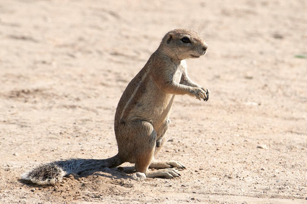 African Ground Squirrel