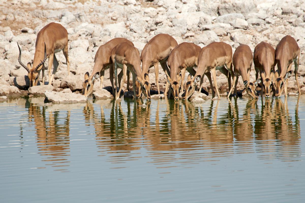 Impala