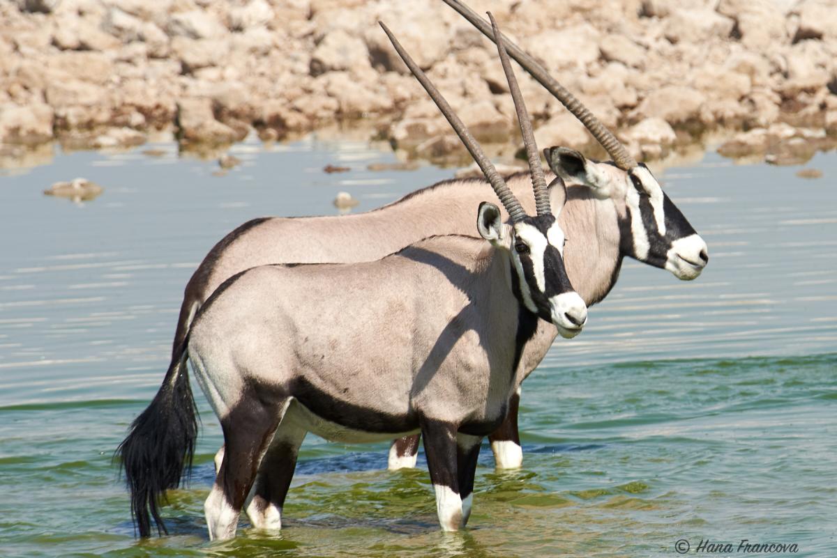 South African Oryx