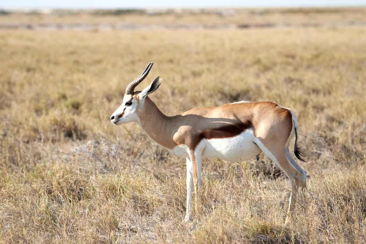 Springbok