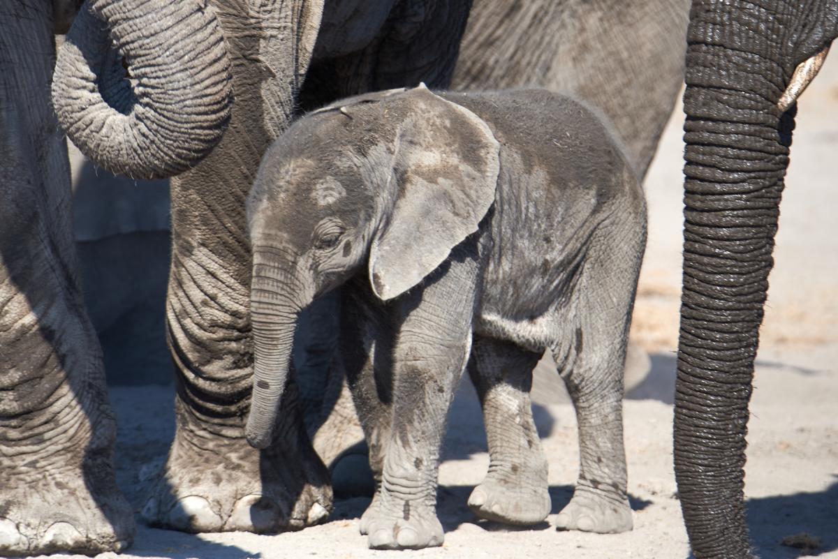 African elephant