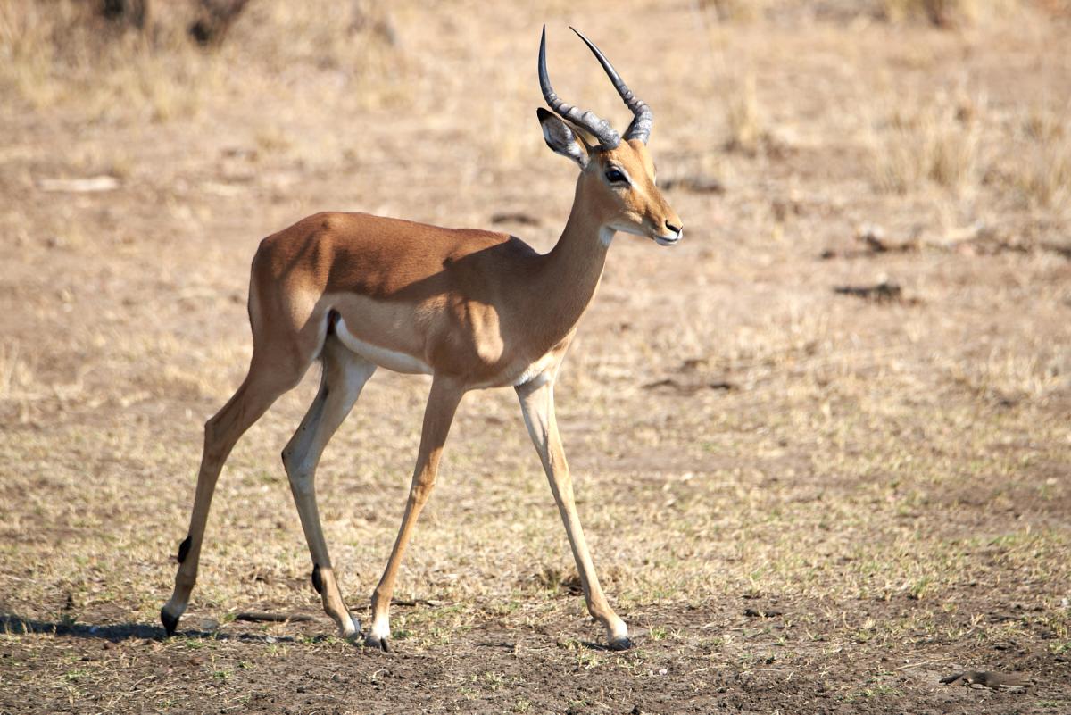 Impala