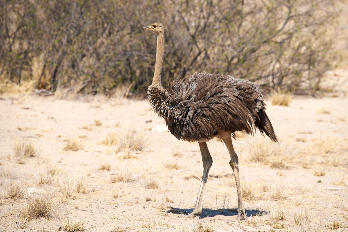 Ostrich