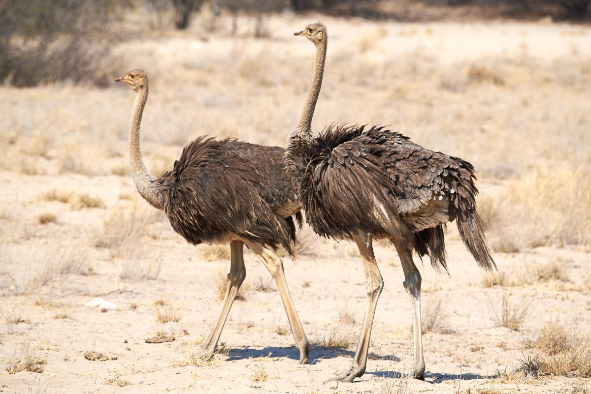 Ostrich