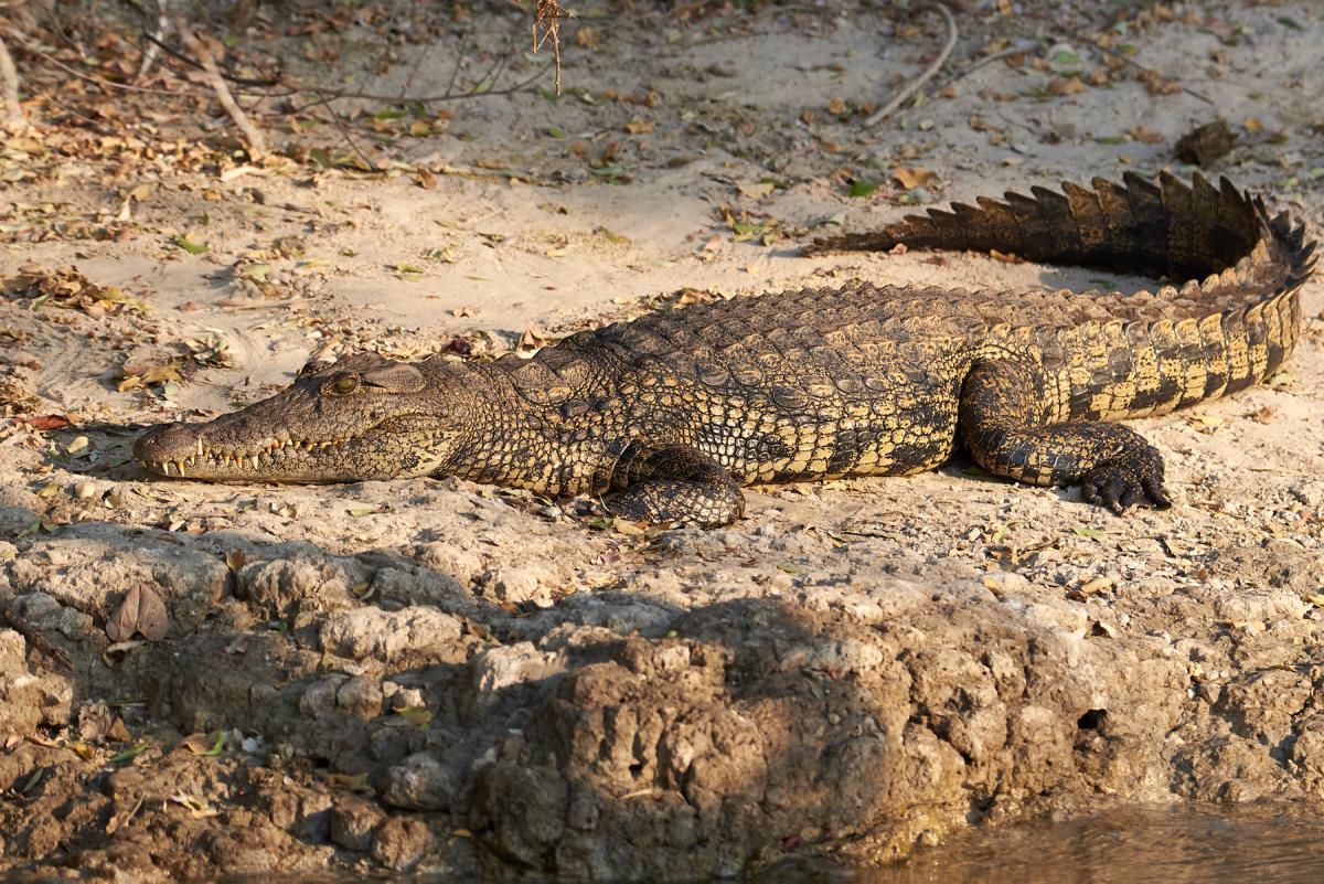 Nile crocodile