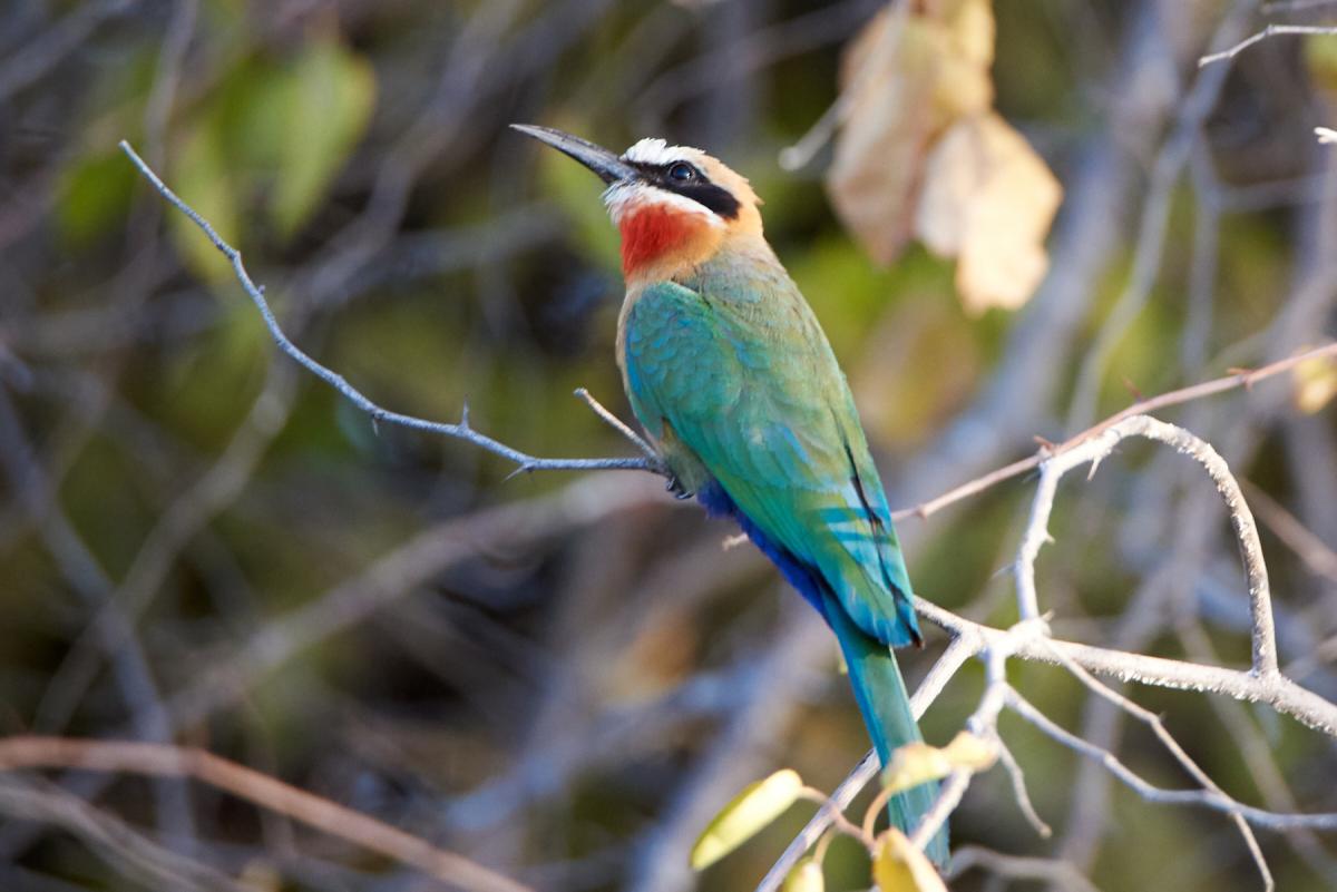 Bee-Eater