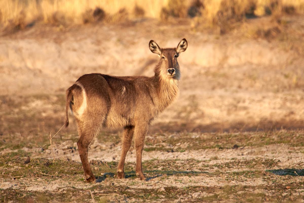 Waterbuck