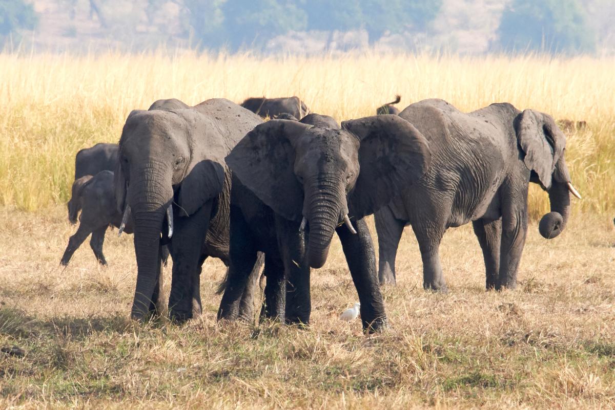 African elephant