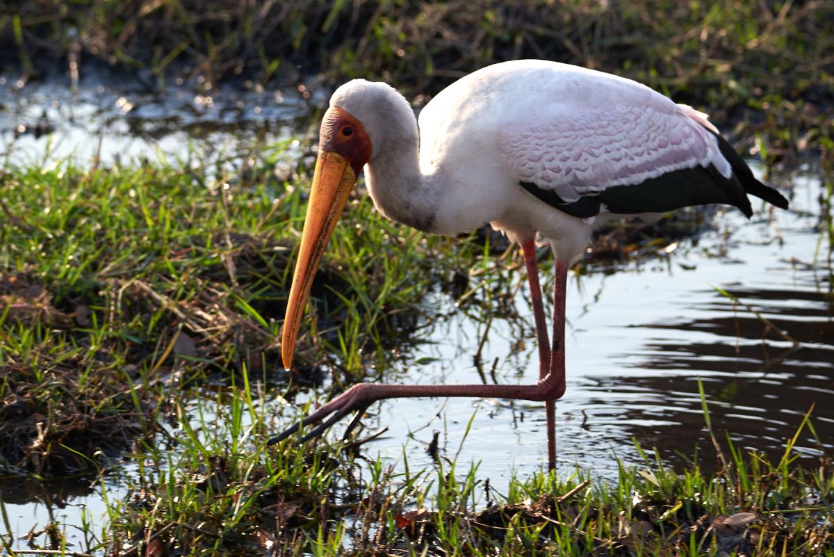 Yellow-billed stork