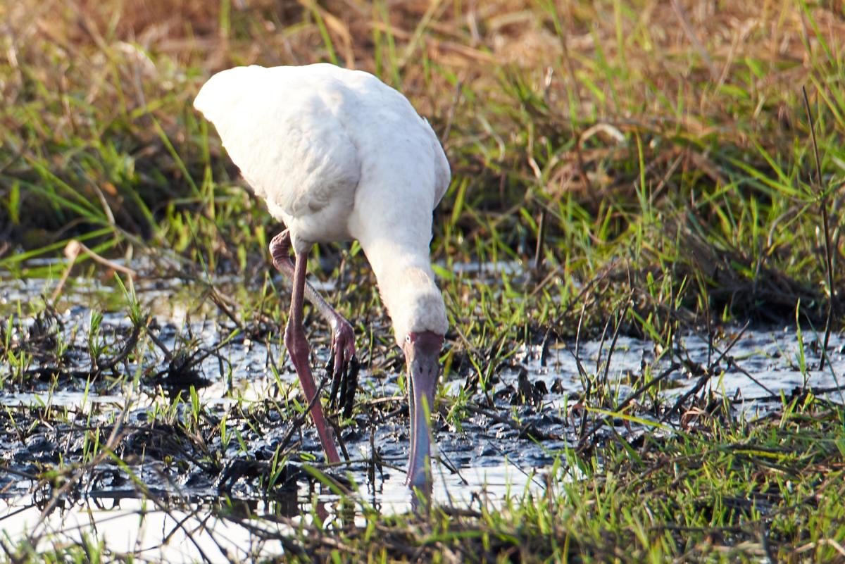 African spoonbill