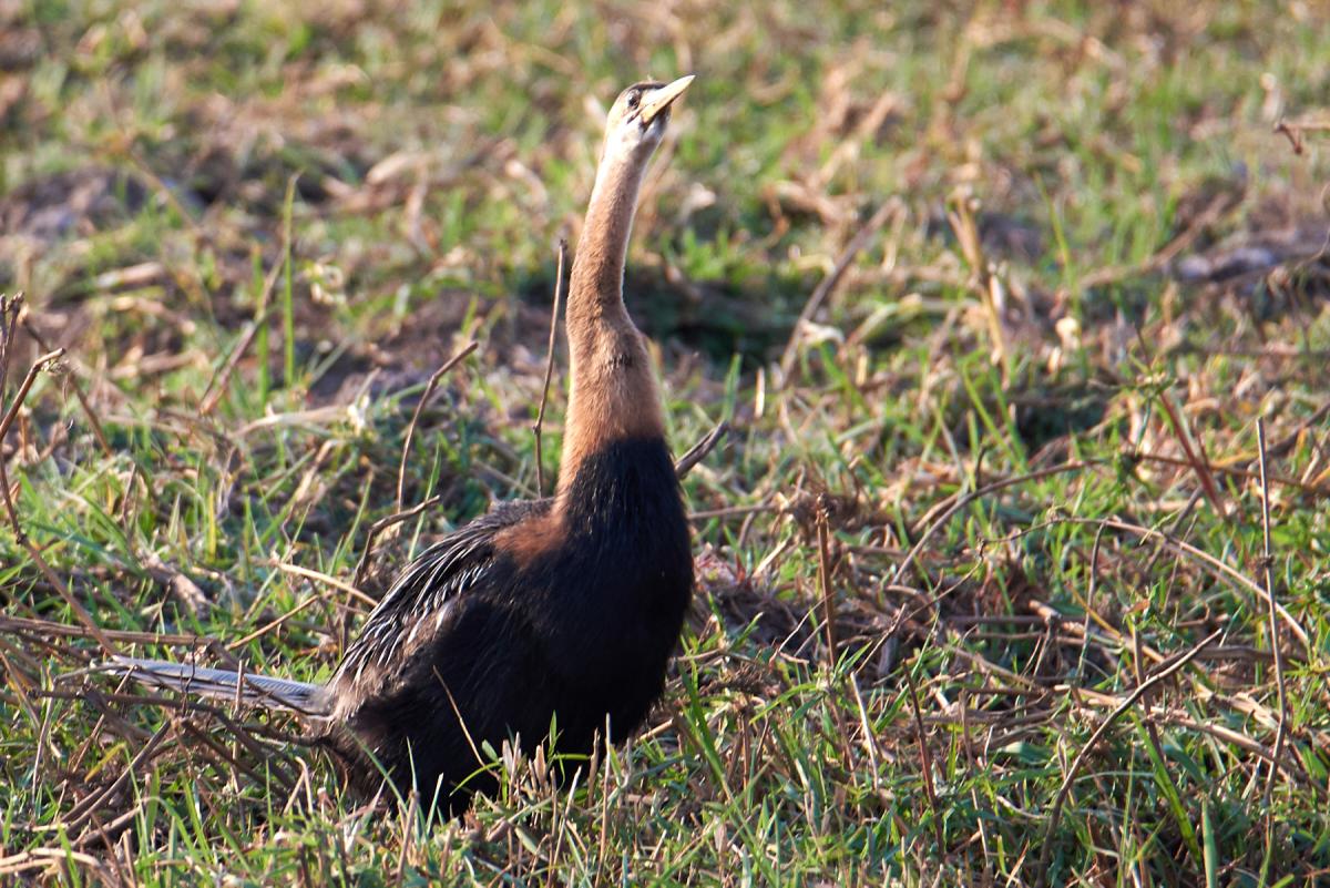 Cormorant