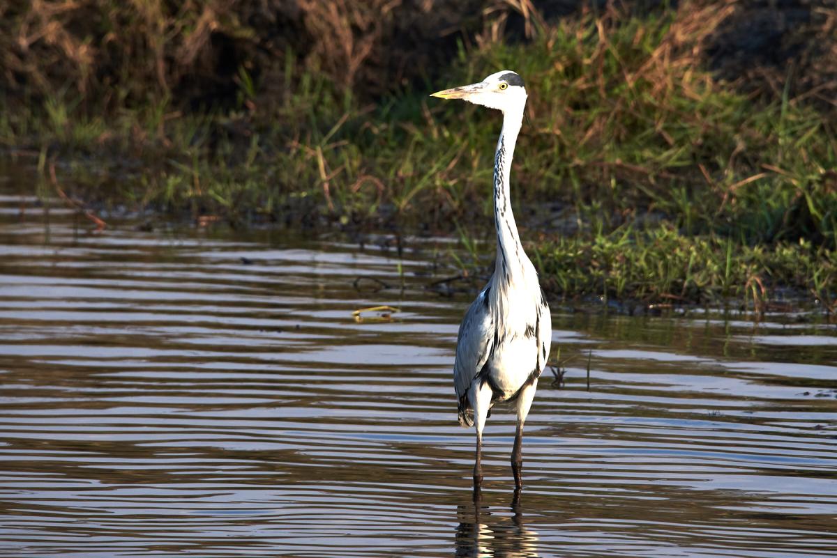 Grey heron