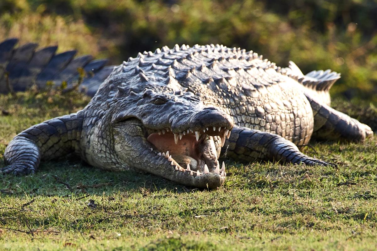 Nile crocodile