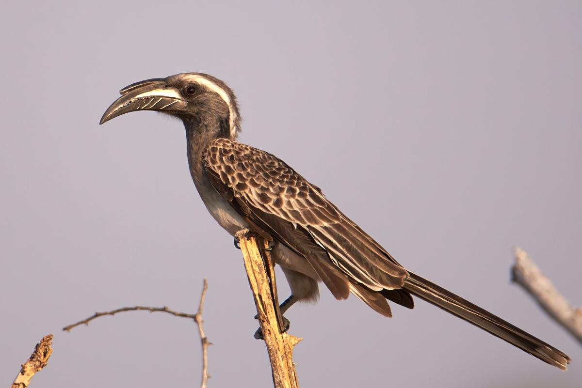 African grey hornbill