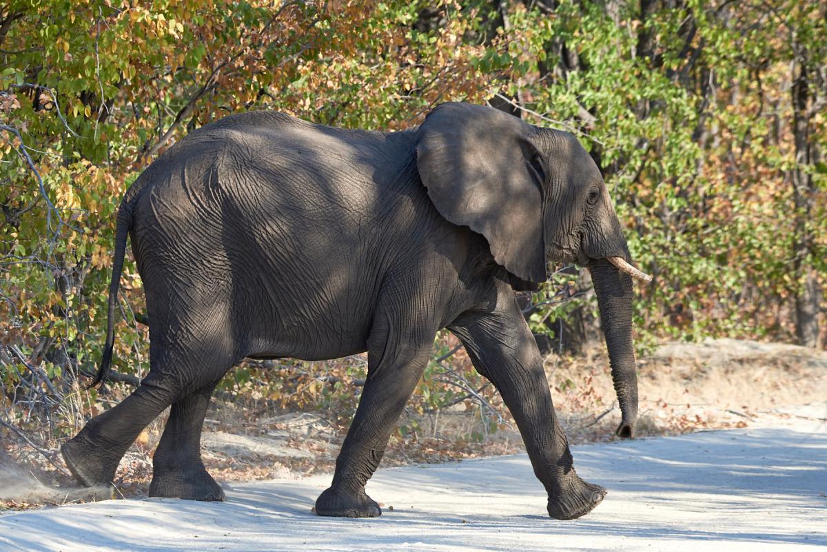 African elephant