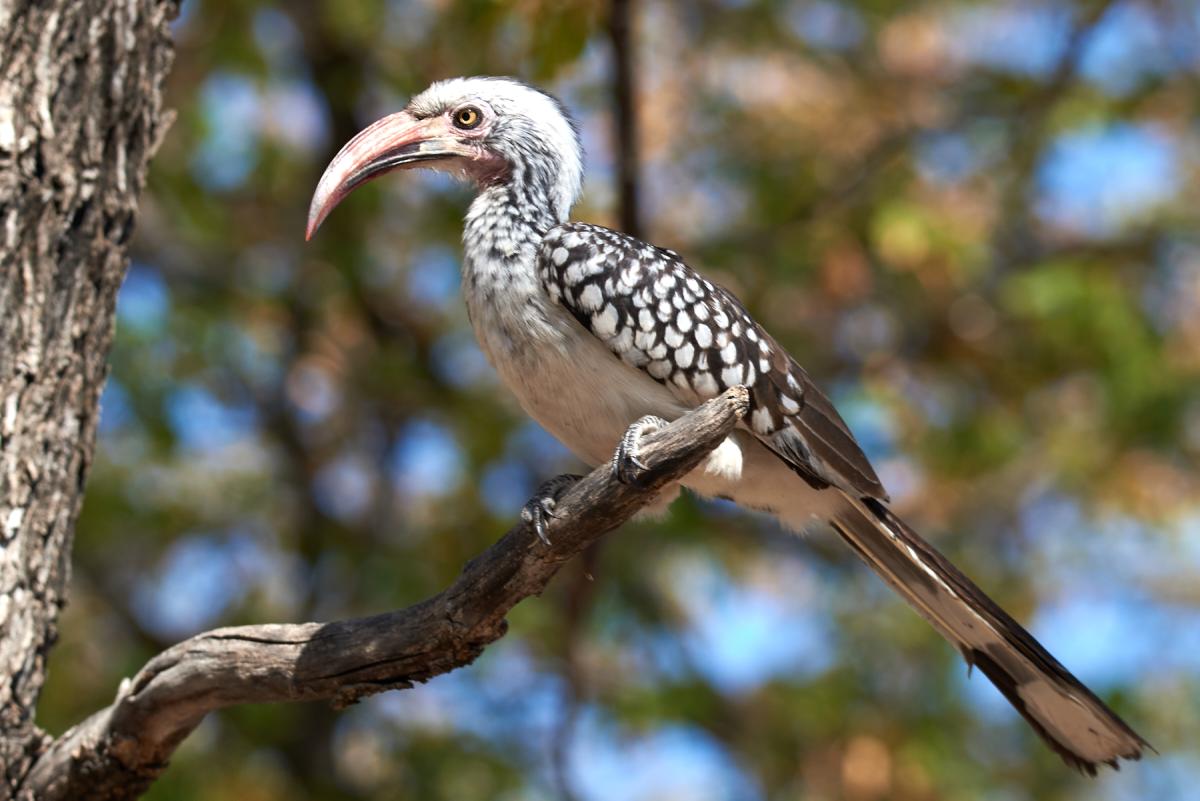 African grey hornbill