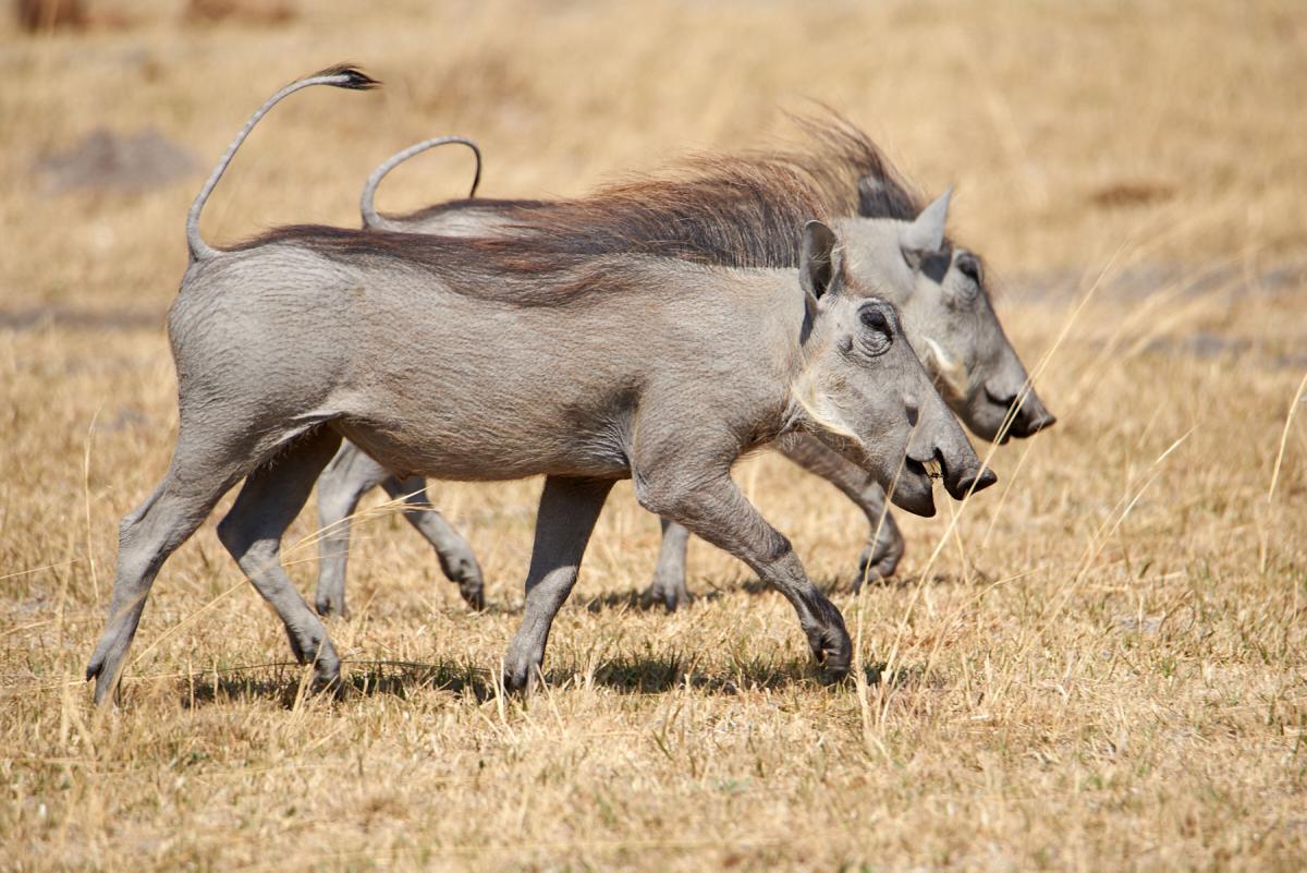 Southern  warthog