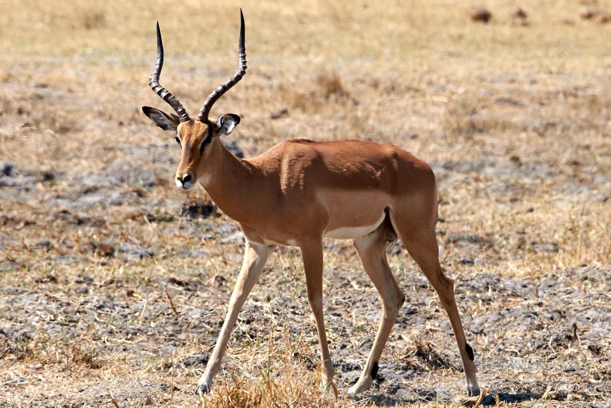 Impala