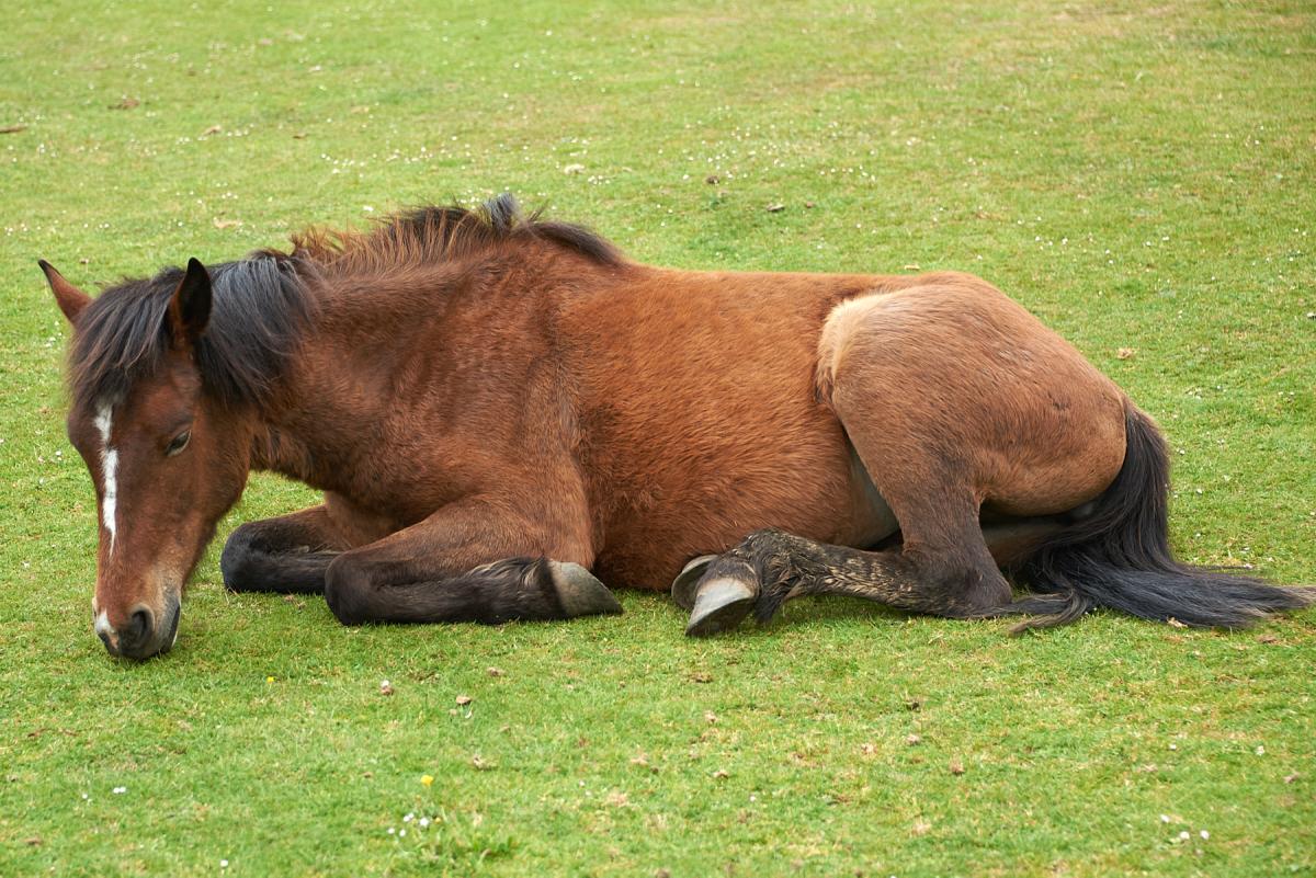 Wild horses