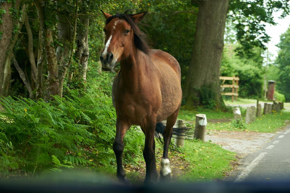 Wild horses