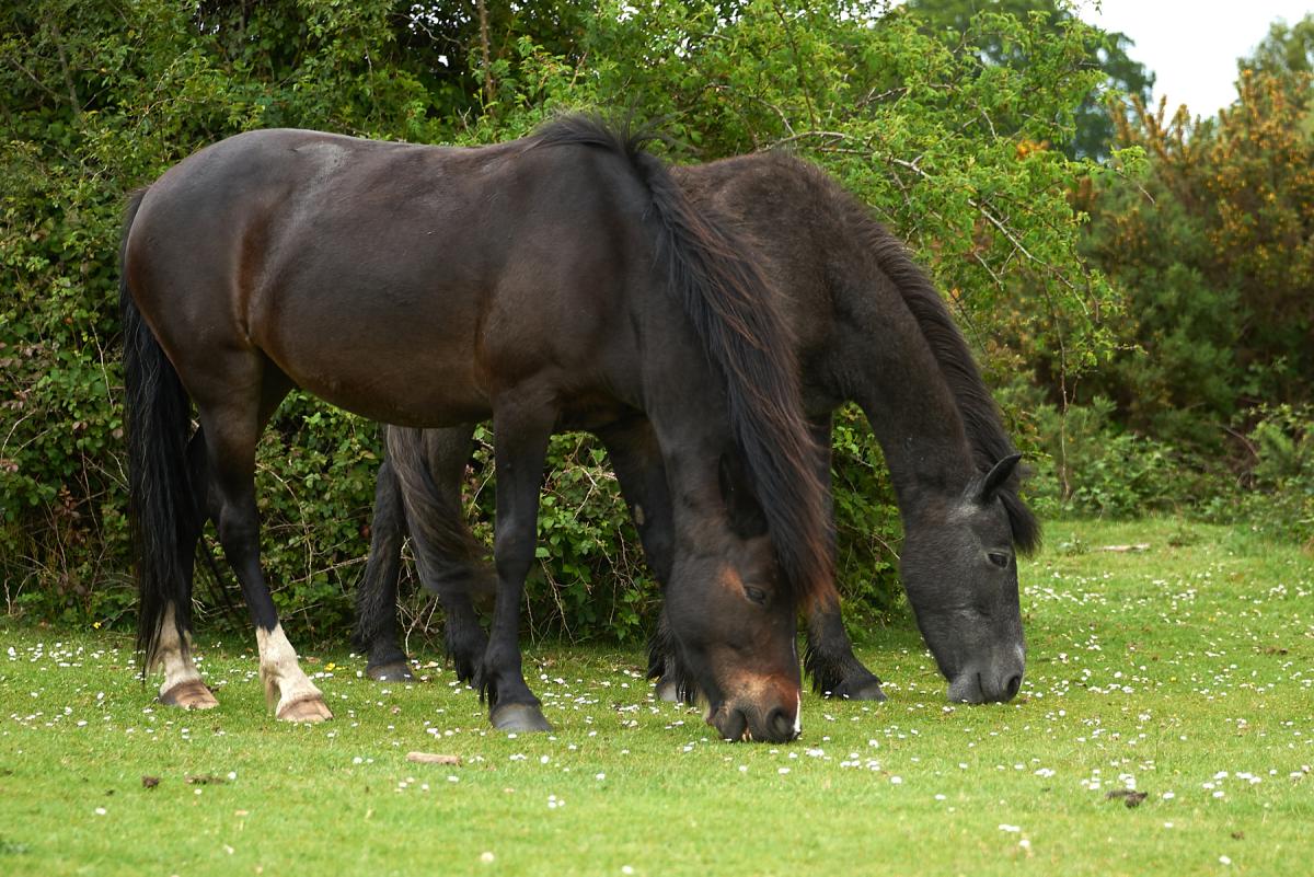 Wild horses