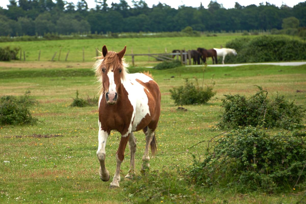 Wild horses