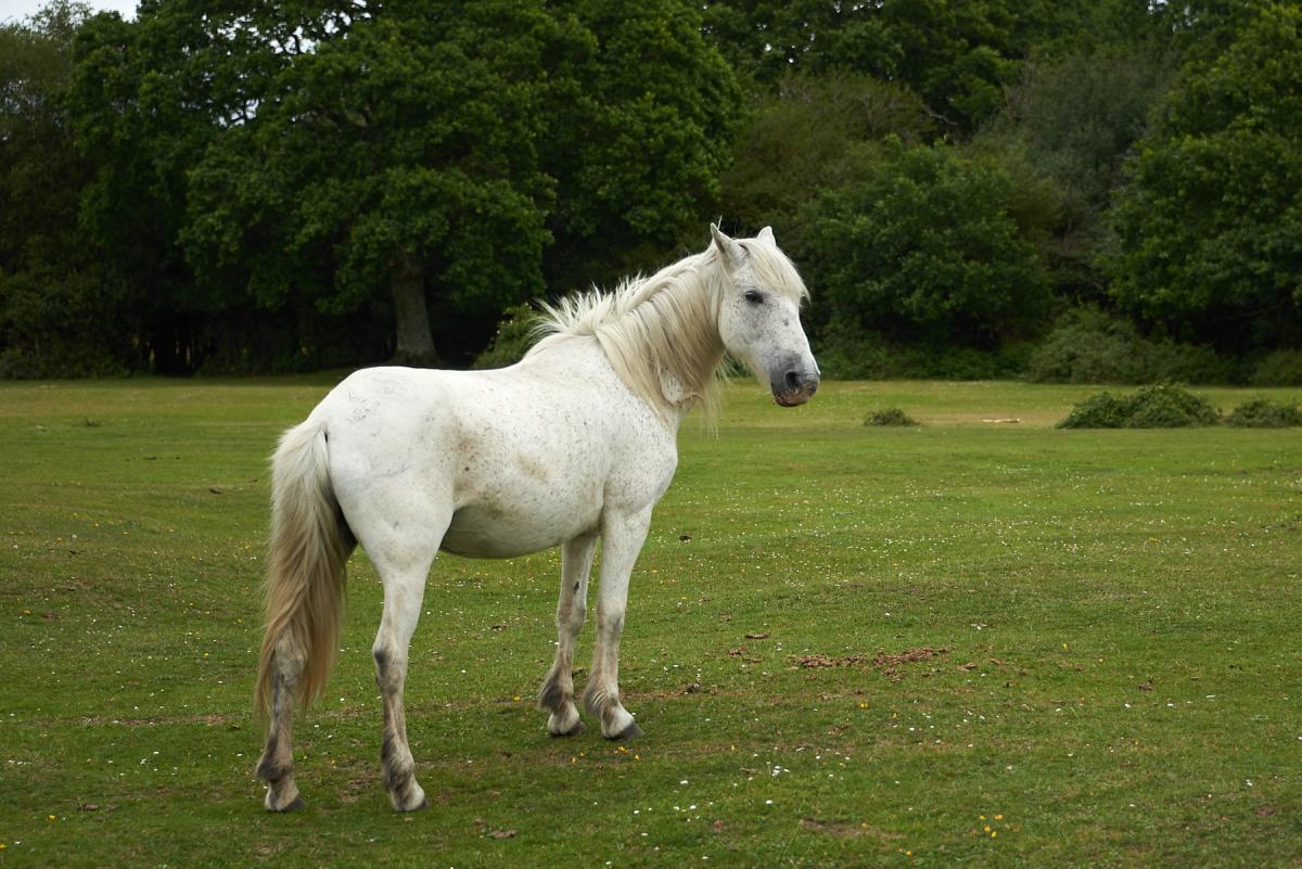 Wild horse